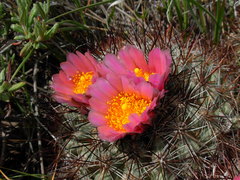 Pediocactus nigrispinus