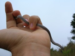 Contia tenuis