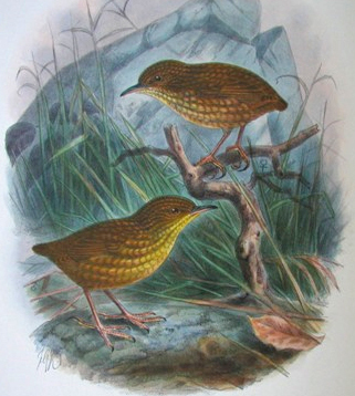 Stephens Island Wren photo