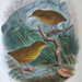 Stephens Island Wren - Photo Buller, Walter Lawry, &lt;i&gt;A History of the Birds of New Zealand&lt;/i&gt;. Supplementary Notes to the 'Birds of New Zealand'. Vol. II.'''. 1905., no known copyright restrictions (public domain)