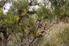 Beaked Hakea - Photo (c) Tatters ❀, some rights reserved (CC BY-NC)