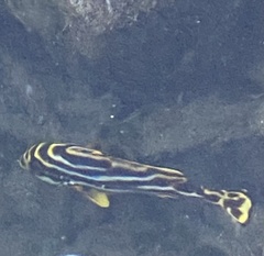 Plectorhinchus vittatus