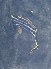 Plectorhinchus vittatus