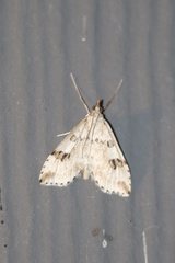 Udea washingtonalis