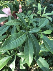 Tabernaemontana pandacaqui