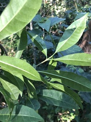 Tabernaemontana pandacaqui