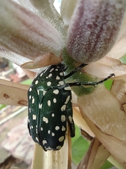 Protaetia niveoguttata