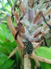 Protaetia niveoguttata