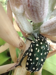 Protaetia niveoguttata