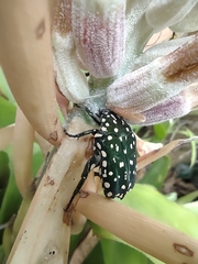 Protaetia niveoguttata