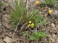 Lomatium quintuplex