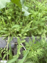 Beckmannia syzigachne