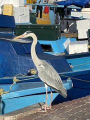 Ardea cinerea