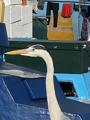 Ardea cinerea