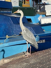 Ardea cinerea