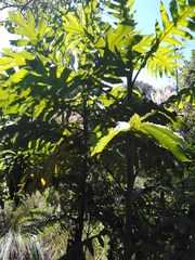 Bocconia frutescens