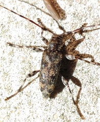 Acanthocinus obsoletus
