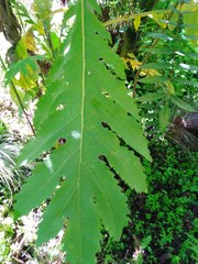 Bocconia frutescens
