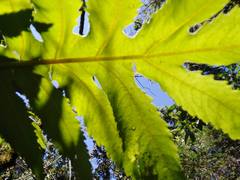 Bocconia frutescens