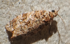 Phaecasiophora niveiguttana