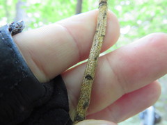 Aurantioporthe corni