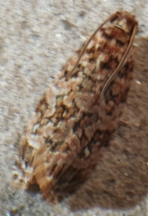 Phaecasiophora niveiguttana