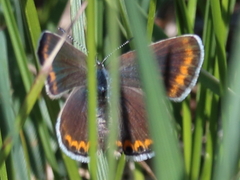 Plebejus melissa