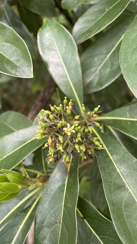 Pittosporum pentandrum