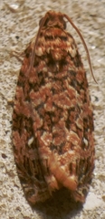 Phaecasiophora niveiguttana