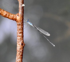 Indolestes tenuissimus