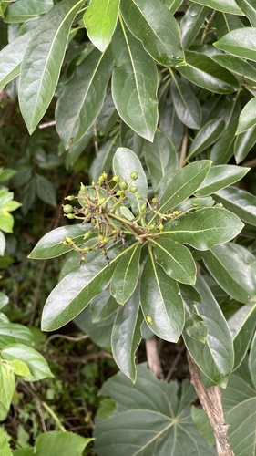 Pittosporum pentandrum