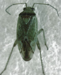 Bipuncticoris