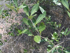 Avicennia alba