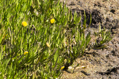 Cotula coronopifolia