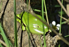 Hyla orientalis