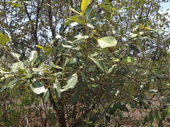 Avicennia alba