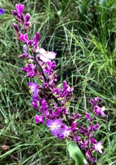 Thyrsanthemum floribundum