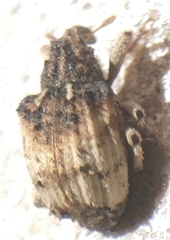 Phyrdenus divergens