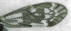 Pseudocaeciliidae