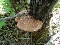 Favolus pseudobetulinus