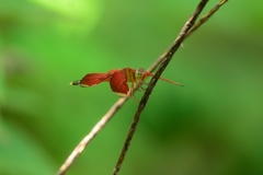 Neurothemis manadensis
