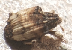 Phyrdenus divergens