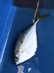 Chloroscombrus chrysurus