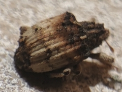 Phyrdenus divergens
