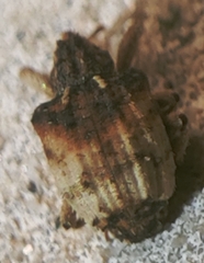 Phyrdenus divergens