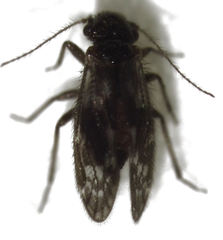 Pseudocaeciliidae