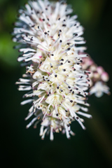 Sanguisorba tenuifolia