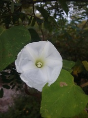 Ipomoea suaveolens