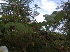 Ipomoea suaveolens