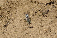 Bembix americana comata